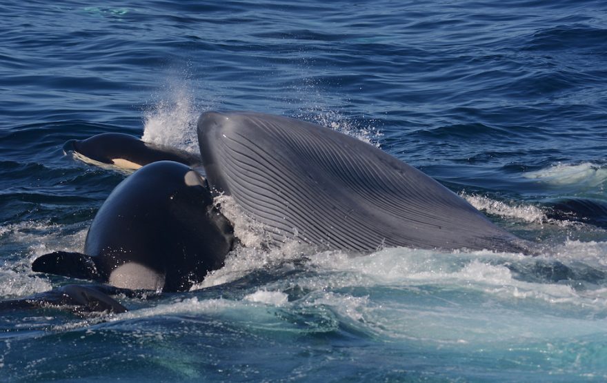 海の王者“シャチ”が地球最大の“シロナガスクジラ”を捕食する、世界初の報告