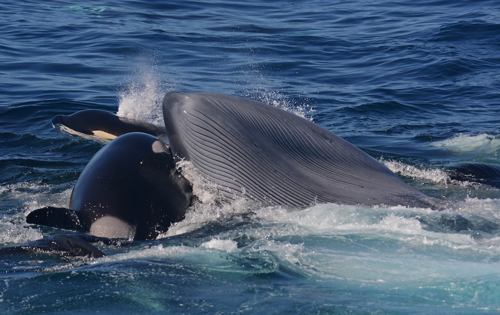 海の王者“シャチ”が地球最大の“シロナガスクジラ”を捕食する、世界初の報告