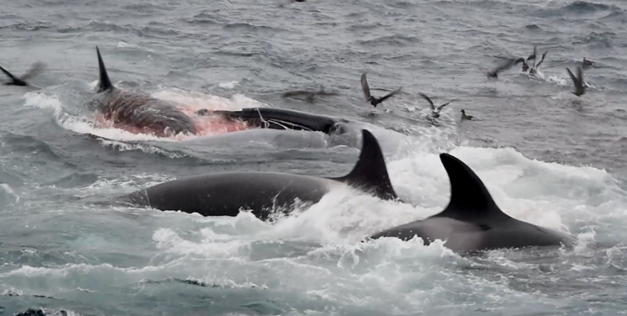 シロナガスクジラの鮮血が海を赤く染めている（撮影 CETREC WA / Project Orca）