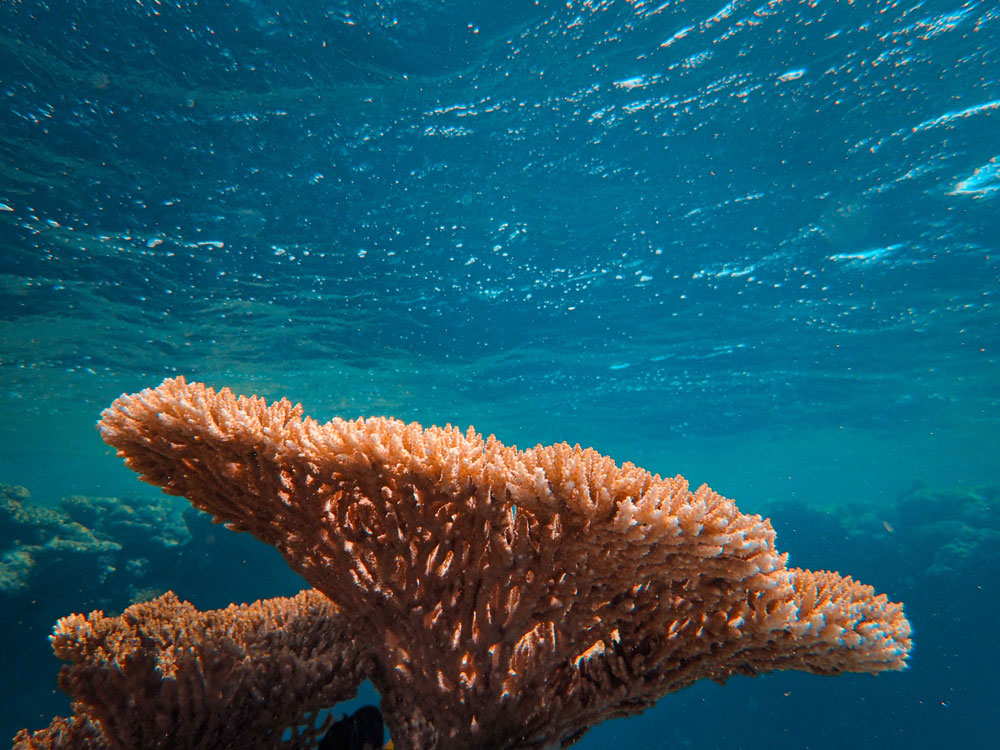 サンゴの日】サンゴが魅力なダイビングスポット記事まとめ12選 | ダイビングと海の総合サイト・オーシャナ