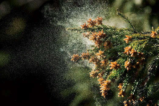 花粉のイメージ画像