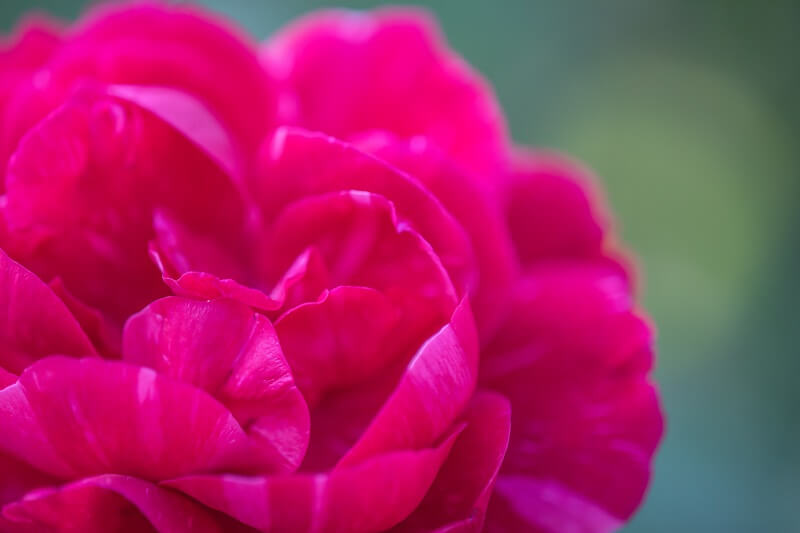 ピンク色のバラのイメージ画像