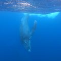 徳之島でオンライン会議をしながらホエールスイムにチャレンジしたら大当たりした話