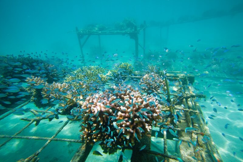 サンゴ再生のイメージ画像