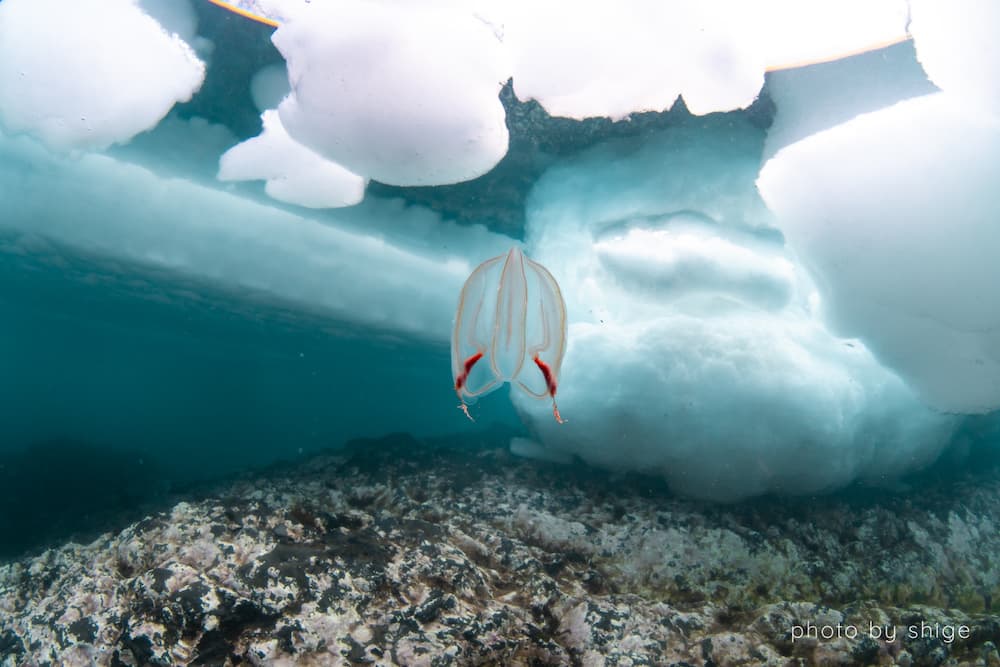 フウセンクラゲ。流氷下ではさまざまな浮遊する生物、クラゲ類が見られる。