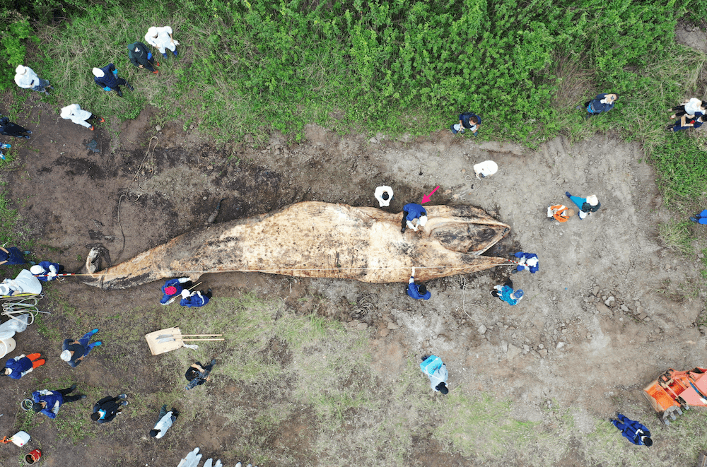 岡山県・倉敷市で発見されたニタリクジラ（ドローンで撮影）
