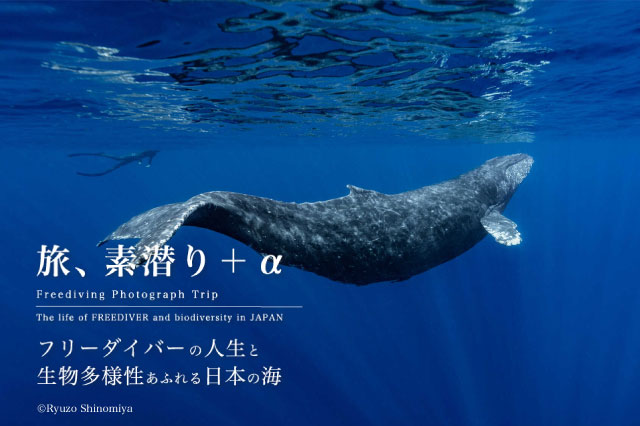 旅、素潜り＋α ~フリーダイバーと生物多様性あふれる日本の海~