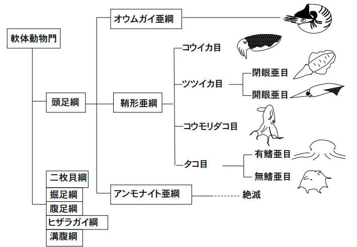 軟体動物の分類略図（池田先生提供）