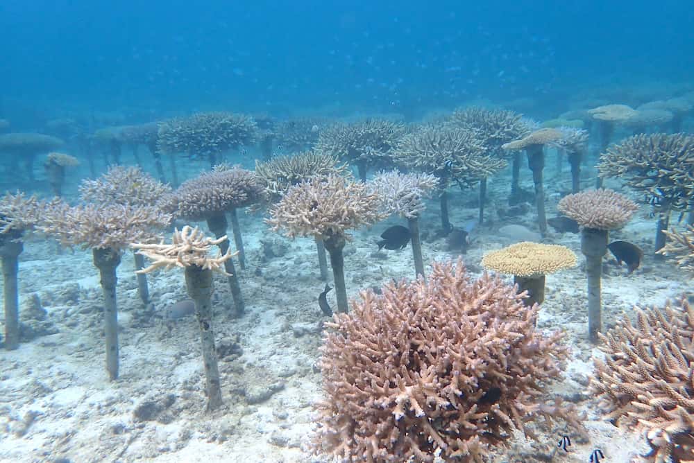 親サンゴは海底に打ち込んだ鉄筋や棚の上でサンゴを育成する「サンゴひび建て式養殖」で育ったもの。恩納村では1998年からこの養殖方法が行われている