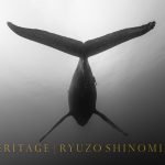 フリーダイバー・篠宮龍三氏にインタビュー。一息にすべてを懸けて撮るザトウクジラとは。写真集7月発売