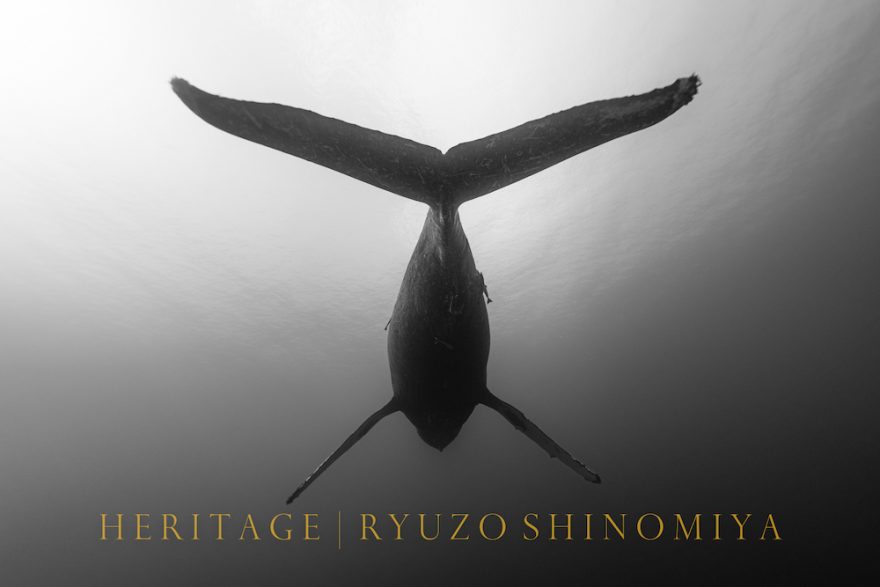 フリーダイバー・篠宮龍三氏にインタビュー。一息にすべてを懸けて撮るザトウクジラとは。写真集7月発売