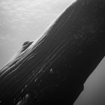 7月、大阪にて開催「篠宮龍三 写真展　- HERITAGE -」。フリーダイバーの目に映るザトウクジラ