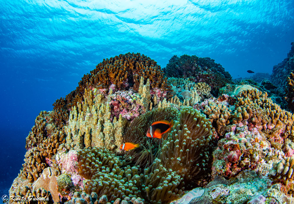 100年後に残す。喜界島のサンゴの”今“を記録した『喜界島 海と陸の造礁サンゴ図鑑』