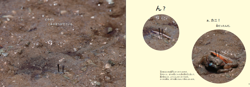 干潟の泥に生息するカニの画像