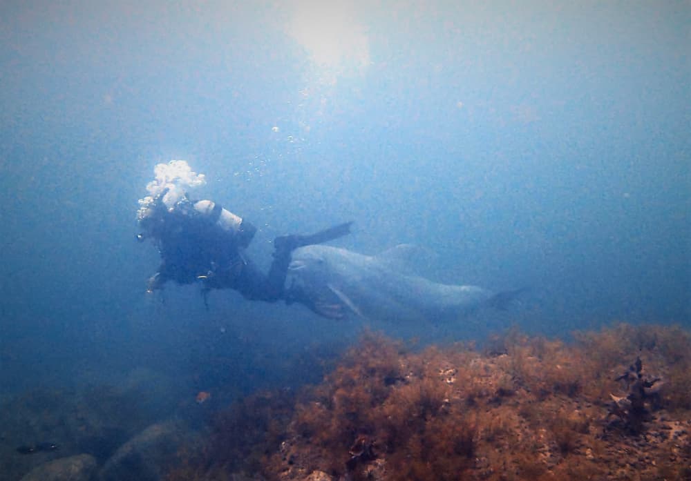 【動画あり】イルカが突然ダイバーに超接近！そのときガイドがとった行動とは