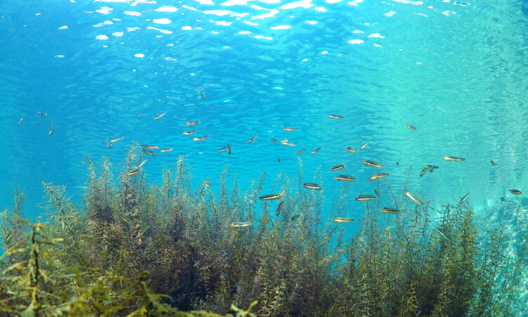 海藻に群れるニジギンポ