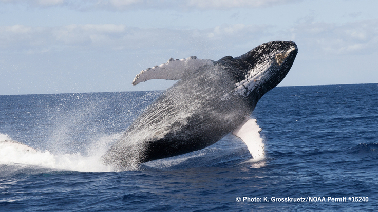 【クラウドファンディング】三宅島のクジラの“鼻水”をドローンでキャッチ!? 地球環境の変化を調査する