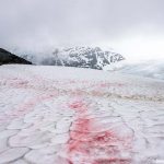氷雪藻とは？南極の雪を変色させた原因は温暖化か