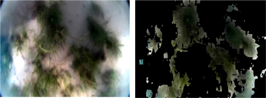 答志島沿岸の藻場（アマモなど撮影）左の写真から緑色を抽出することで、左の写真では被度30.2%であることがわかる（写真提供：KDDI総合研究所）