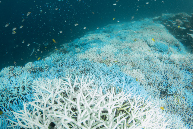 2016年 最優秀賞「サンゴの白化現象」