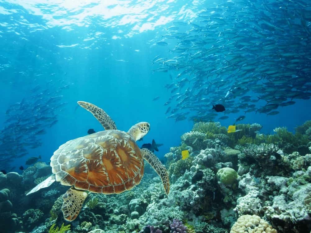 ケアンズ：世界最大のサンゴ礁「グレートバリアリーフ」