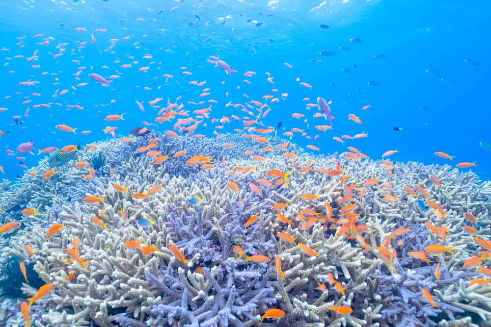 イキイキとしたサンゴ礁に色鮮やかな魚たちが群れ泳ぐ八重山諸島の海（写真提供：むらいさち氏）