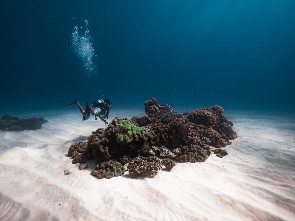 白砂が広がる海底に点在するサンゴの根。こんな癒しの光景は、沖縄の海の大きな魅力のひとつ（写真提供：上地一輝氏）