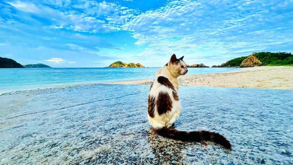 島猫の夏 沖縄の夏／nakazaki_kosuke 