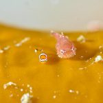 「小坊主」のサクラダンゴウオの幼魚（左）には、天使の輪のような白くて丸い模様が