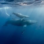 ザトウクジラの個体数は増えている？減っている？ ホエールウォッチング・スイムの与える影響とは