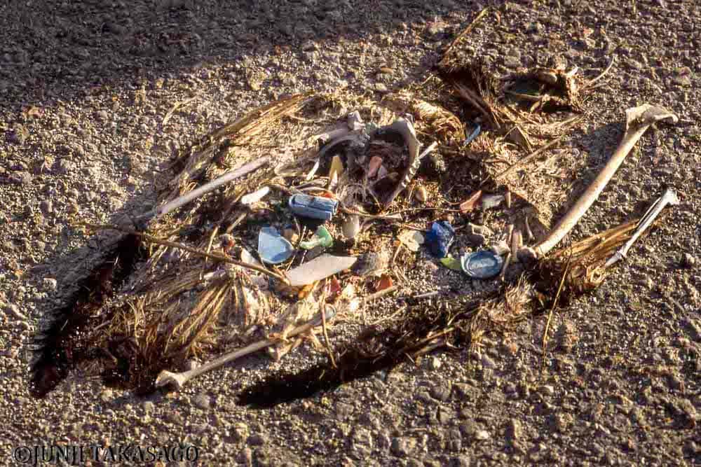 コアホウドリの亡骸の中央には、プラスチックごみが。親鳥が食べ物と間違えて海に浮かぶプラスチック片をヒナに与えてしまい、結果的に栄養失調で餓死してしまうという（撮影：高砂淳二）