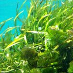 ブルーカーボンの大事な作り手 海藻についてやさしく解説