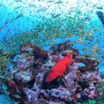 屋久島ダイビングの基本情報　亜熱帯と温帯の生き物が混在する豊饒の海