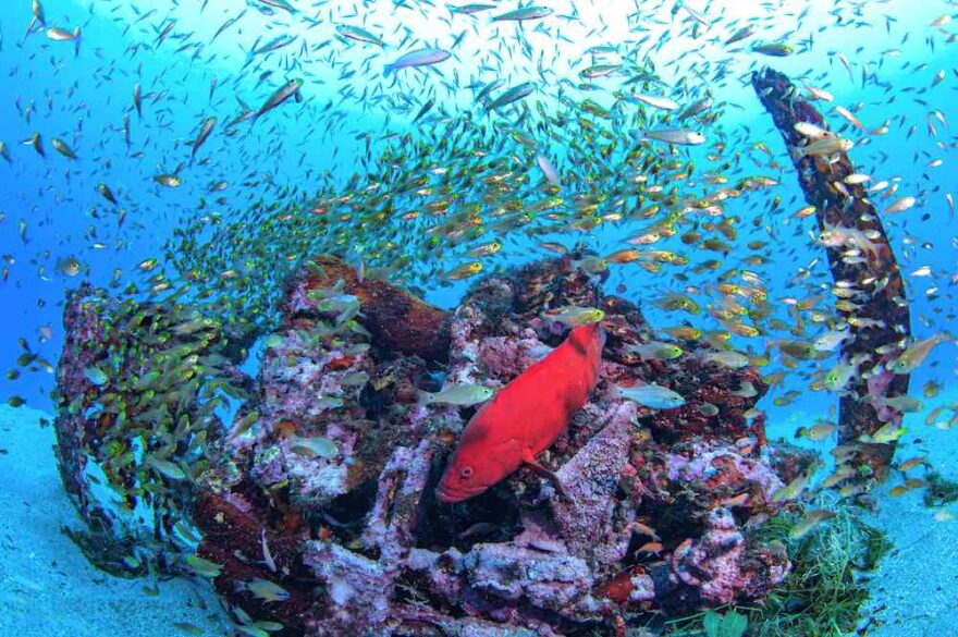 屋久島ダイビングの基本情報　亜熱帯と温帯の生き物が混在する豊饒の海