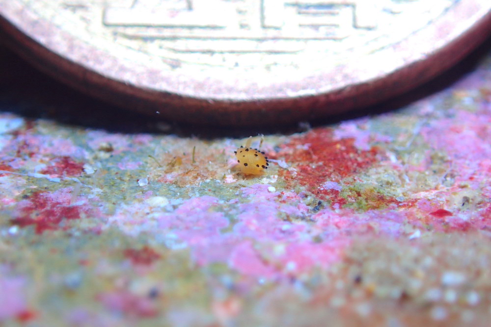 5円玉と比較すると極小なのがよくわかるヤグルマウミウシ