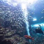 伊豆の海にすむ魚に会える！ 下田海中水族館大水槽で体験ダイビングプログラムスタート！