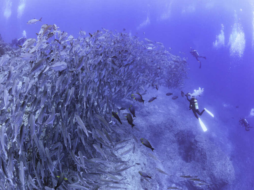 ミラーレス一眼「OM SYSTEM OM-1」の水中ワイド撮影