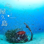 屋久島 ~世界遺産の森の栄養と、黒潮の恵みによって育まれる生物多様性の海~