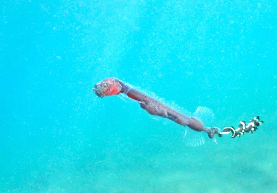 激レア深海魚5連発！ 一味違う今年の西伊豆をガイド兼水中映像クリエイター村井ちゃんに聞く