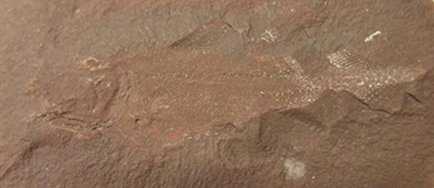 《 シーラカンスのなかまの化石 》 所蔵： 豊橋市自然史博物館