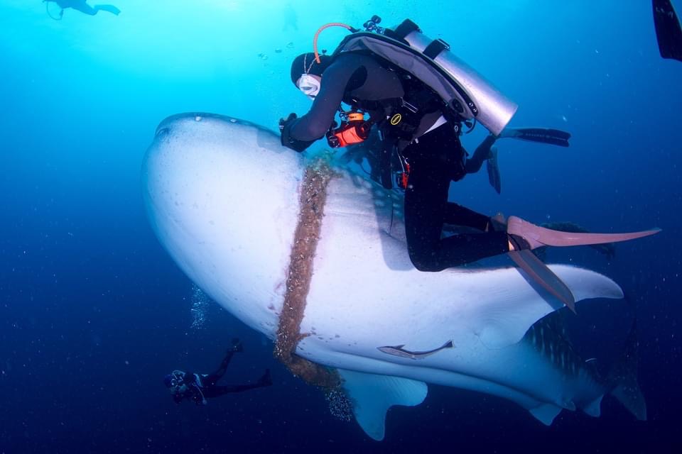 日本人ダイバーがロープに絡まったモルディブのジンベエザメを救出！30分の激闘