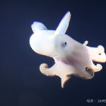 「海洋研究開発機構（JAMSTEC）」による深海の写真・動画を大公開！