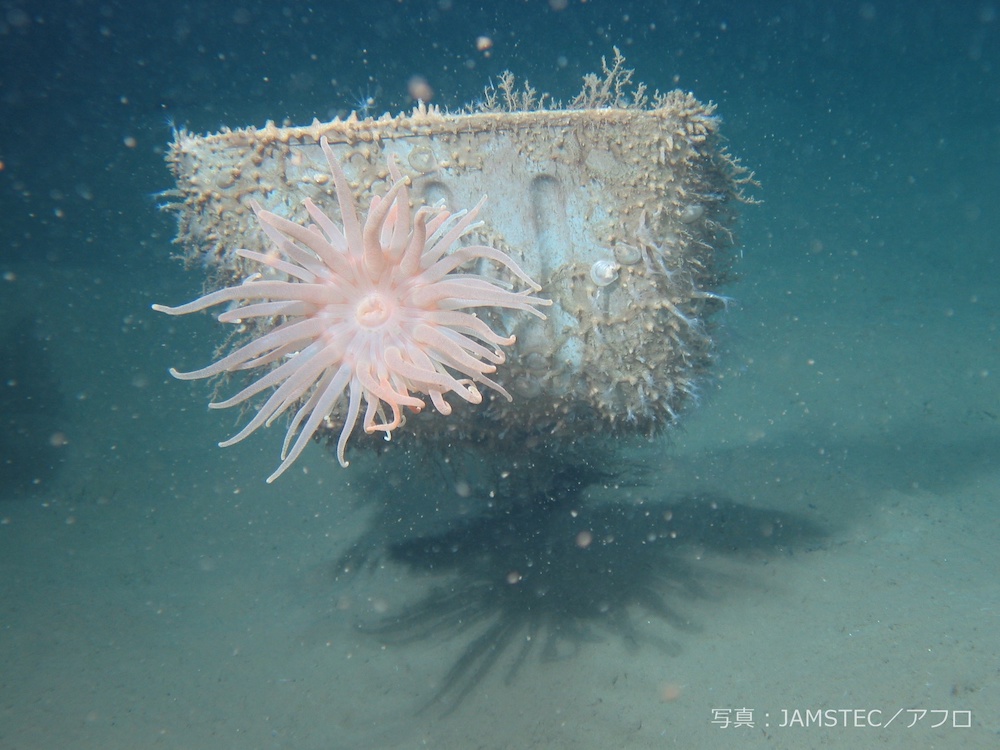 日本海 隠岐堆の海底ゴミに付着したイソギンチャク