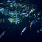 水中写真家・鍵井靖章氏が海洋ごみをテーマにした写真、映像+αの展示「海とゴミと鍵井靖章」を6/13～開催