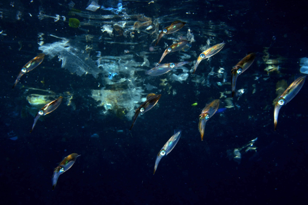 水中写真家・鍵井靖章氏が海洋ごみをテーマにした写真、映像+αの展示「海とゴミと鍵井靖章」を6/13～開催