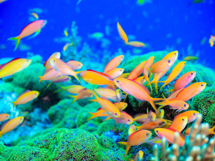 絶景！渡名喜島の緑の絨毯とオレンジ色の小さな魚の群れをミラーレス