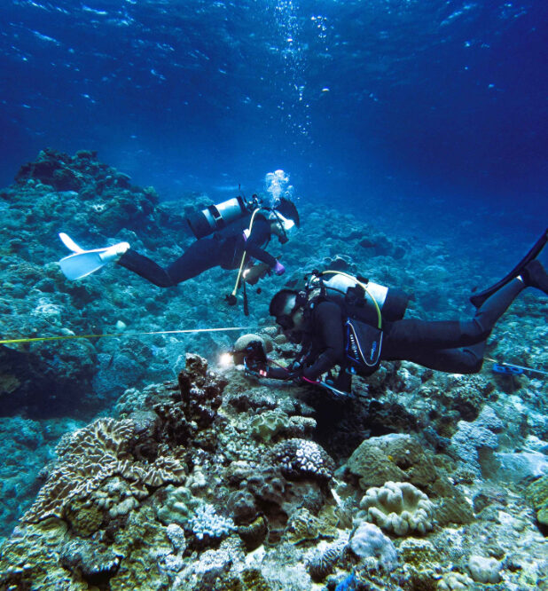 【参加者募集中】サンゴ礁の健康診断「喜界島リーフチェック2023」10/7に開催