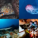 海の危険生物25種　この夏、海辺で遊ぶ前に要チェック！