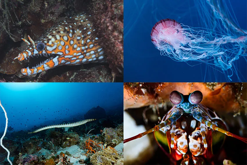 海の危険生物25種　この夏、海辺で遊ぶ前に要チェック！