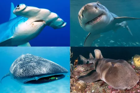 サメについて詳しく解説！世界の海で出会えるサメ15種
